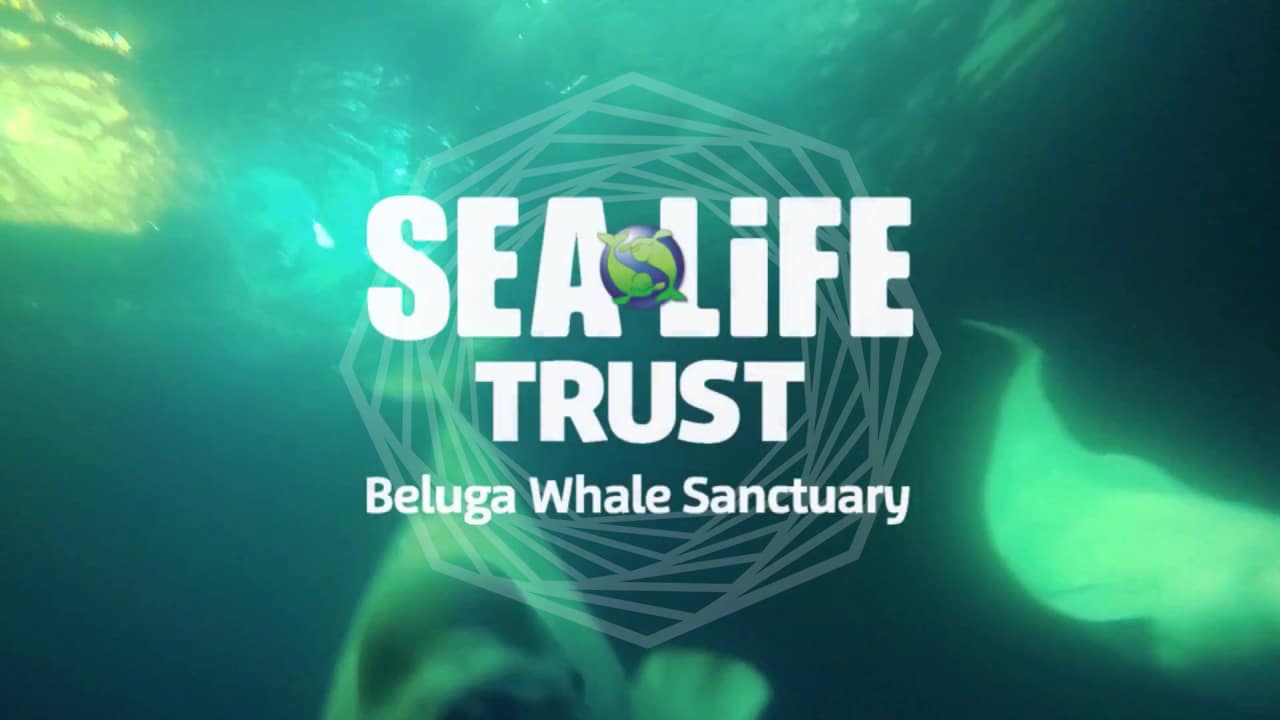 beluga whale sancturary1
